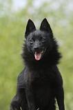 SCHIPPERKE 527